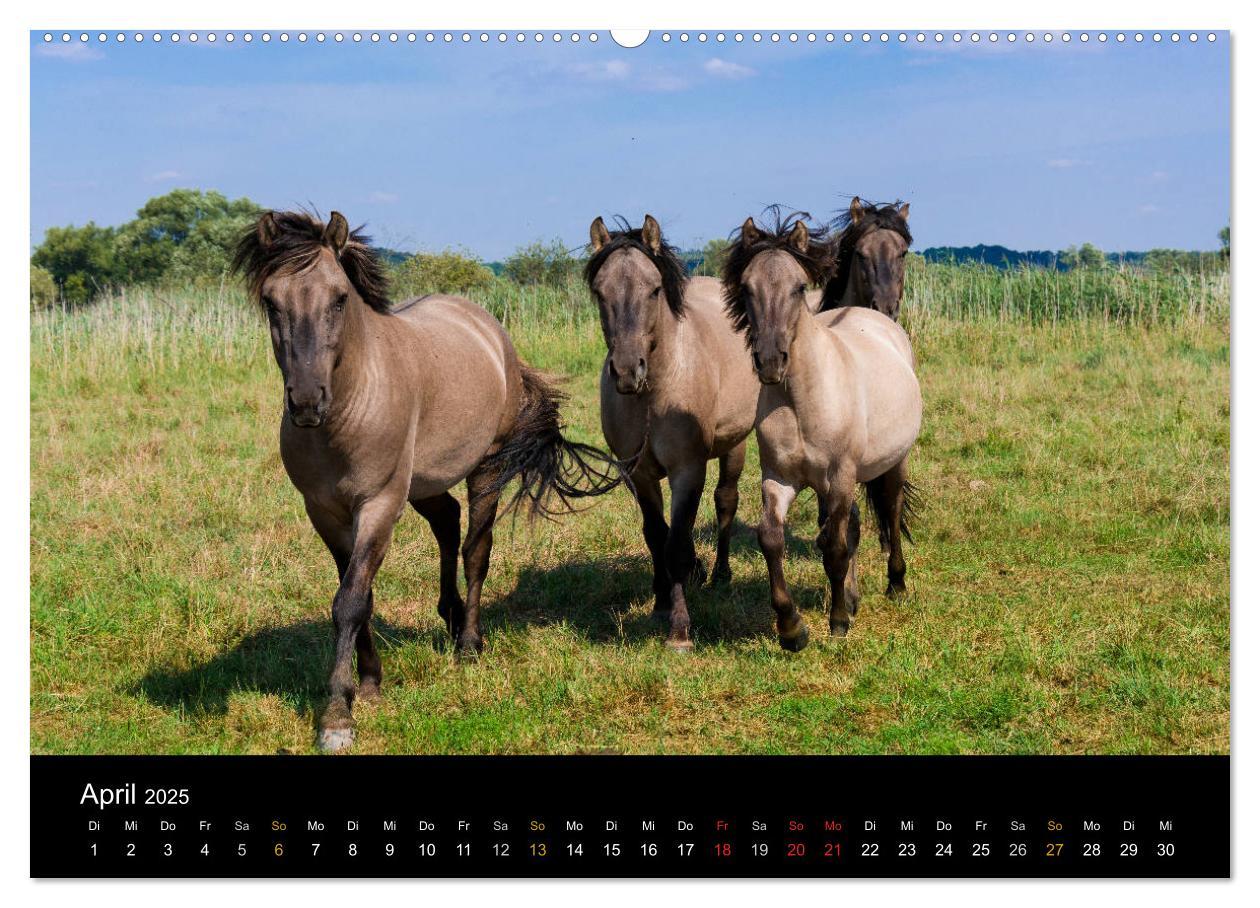 Bild: 9783435459421 | Brandenburg - Landschaften zwischen Elbe und Oder (Wandkalender...