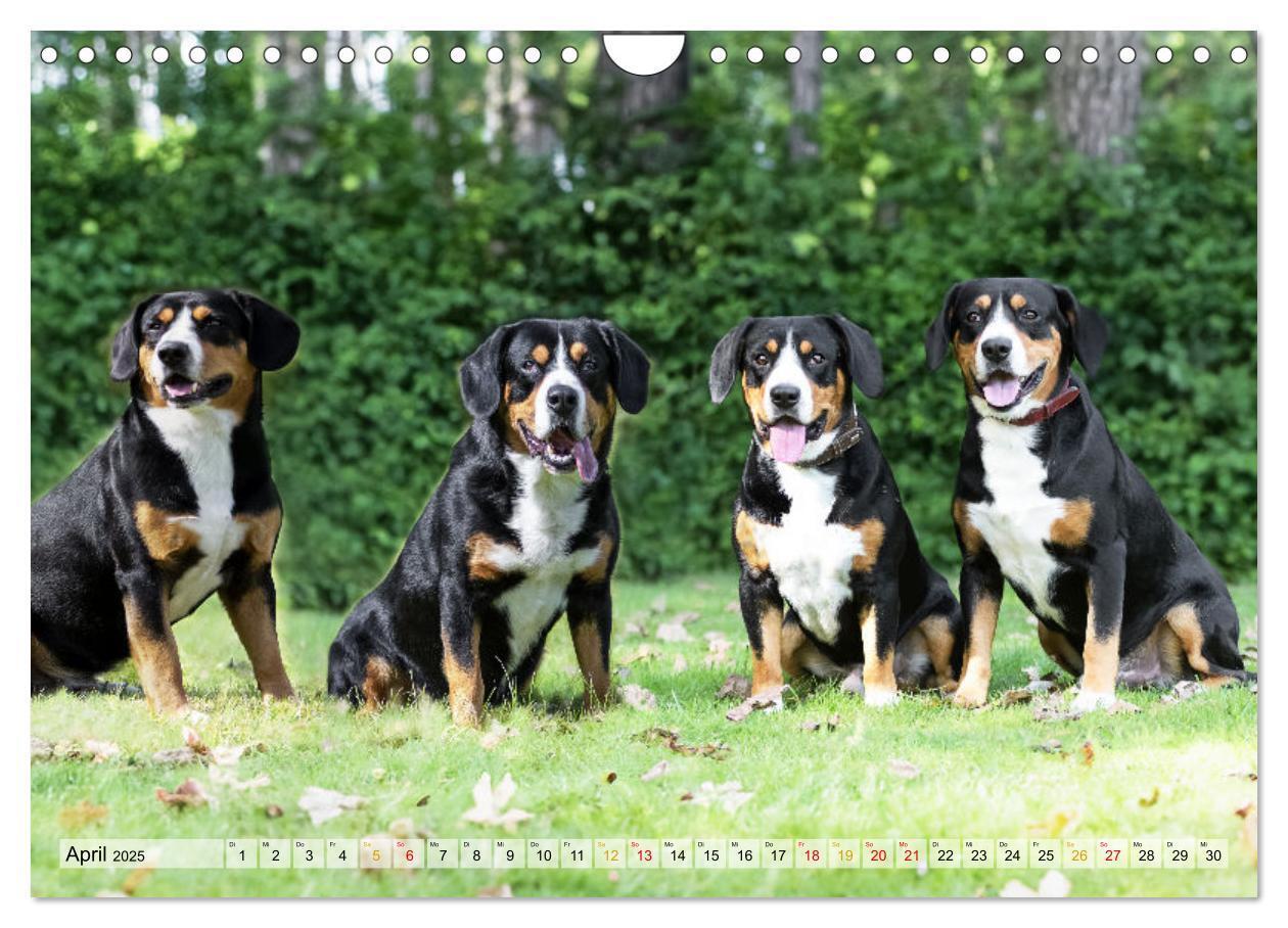 Bild: 9783457198957 | Entlebucher - Temperamentvolle Schweizer Sennenhunde (Wandkalender...