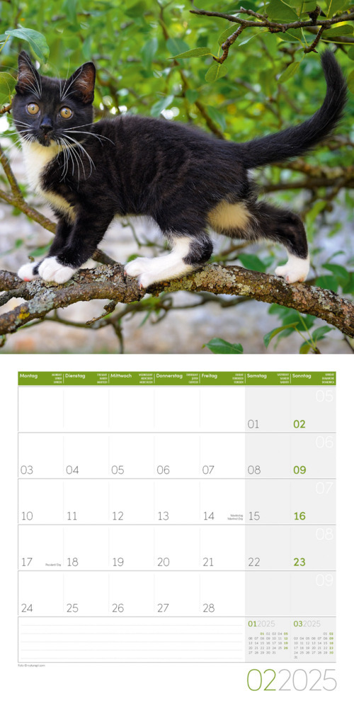 Bild: 9783838445205 | Katzen Kalender 2025 - 30x30 | Ackermann Kunstverlag | Kalender | 2025