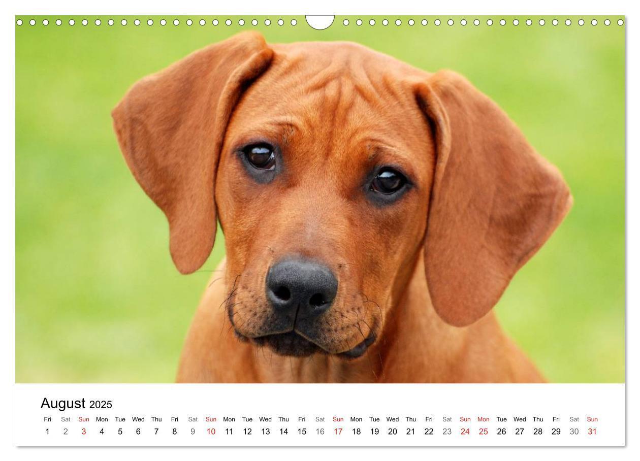 Bild: 9781325960538 | Rhodesian Ridgeback Puppies (Wall Calendar 2025 DIN A3 landscape),...