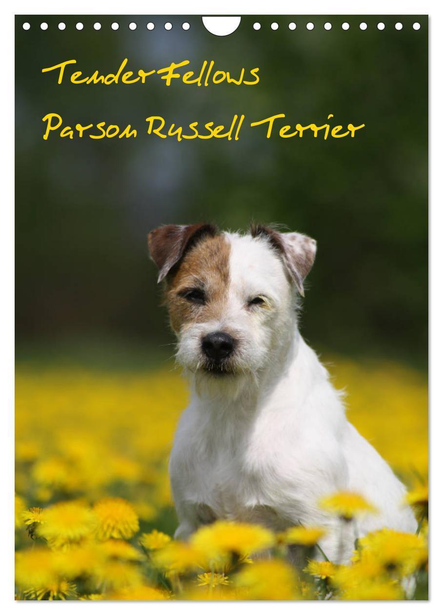 Cover: 9783675574014 | Tender Fellows - Parson Russell Terrier (Wandkalender 2024 DIN A4...