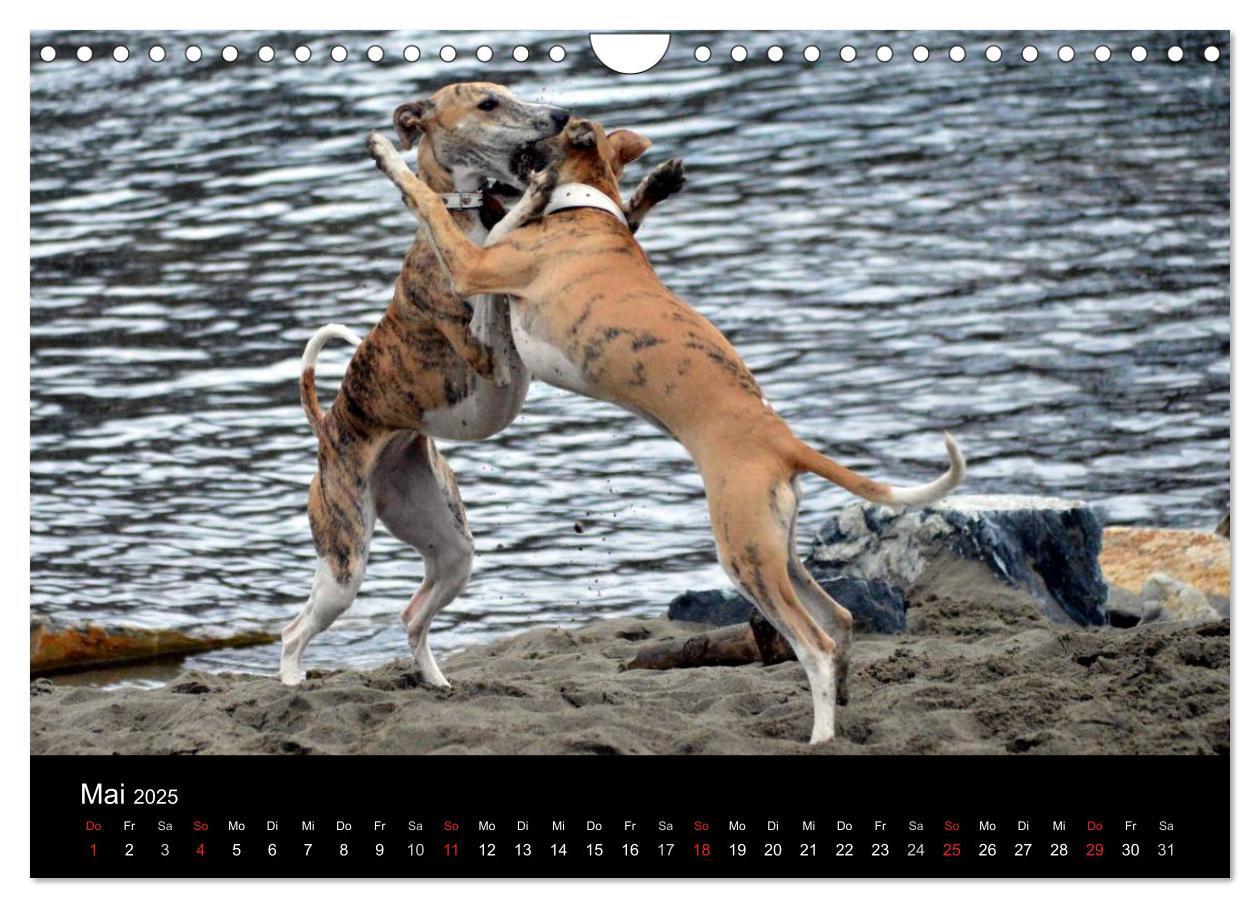 Bild: 9783435634910 | Whippets in Aktion (Wandkalender 2025 DIN A4 quer), CALVENDO...