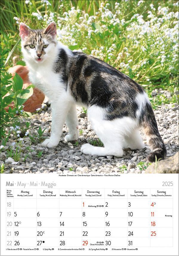 Bild: 9783731876168 | Katzen 2025 | Verlag Korsch | Kalender | Spiralbindung | 13 S. | 2025