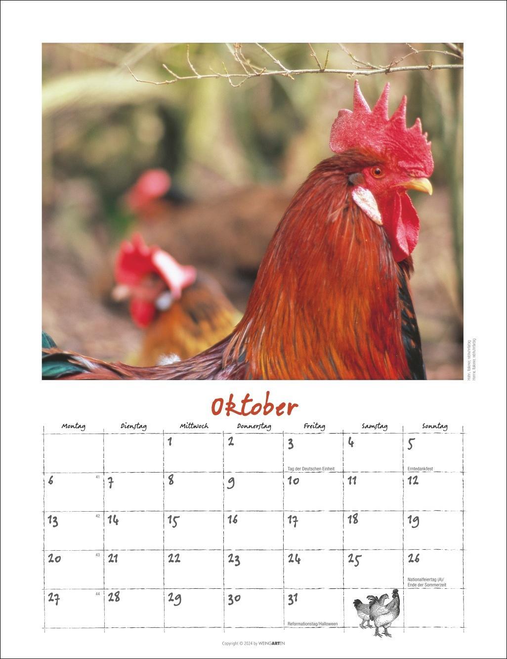 Bild: 9783839900475 | Der Hühnerkalender 2025 | Kalender | Spiralbindung | 14 S. | Deutsch