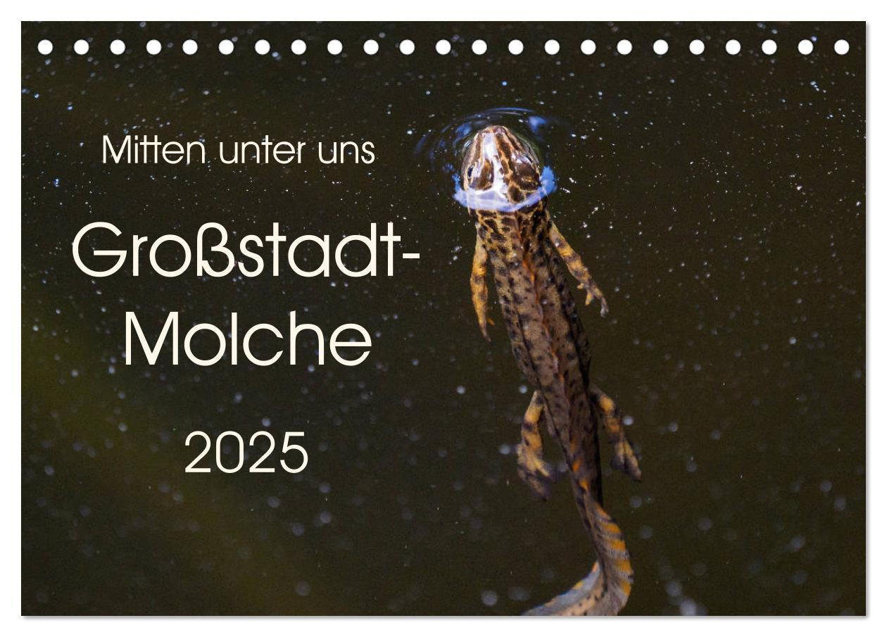 Cover: 9783435397082 | Mitten unter uns - Großstadt-Molche (Tischkalender 2025 DIN A5...