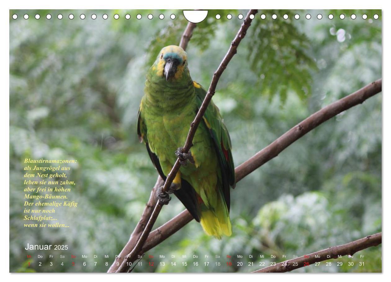 Bild: 9783435728350 | Blaustirnamazonen - Papageien in Paraguay (Wandkalender 2025 DIN A4...