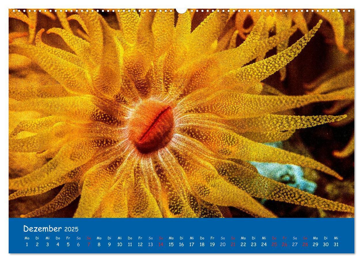 Bild: 9783435770977 | Unterwasserwelten (Wandkalender 2025 DIN A2 quer), CALVENDO...