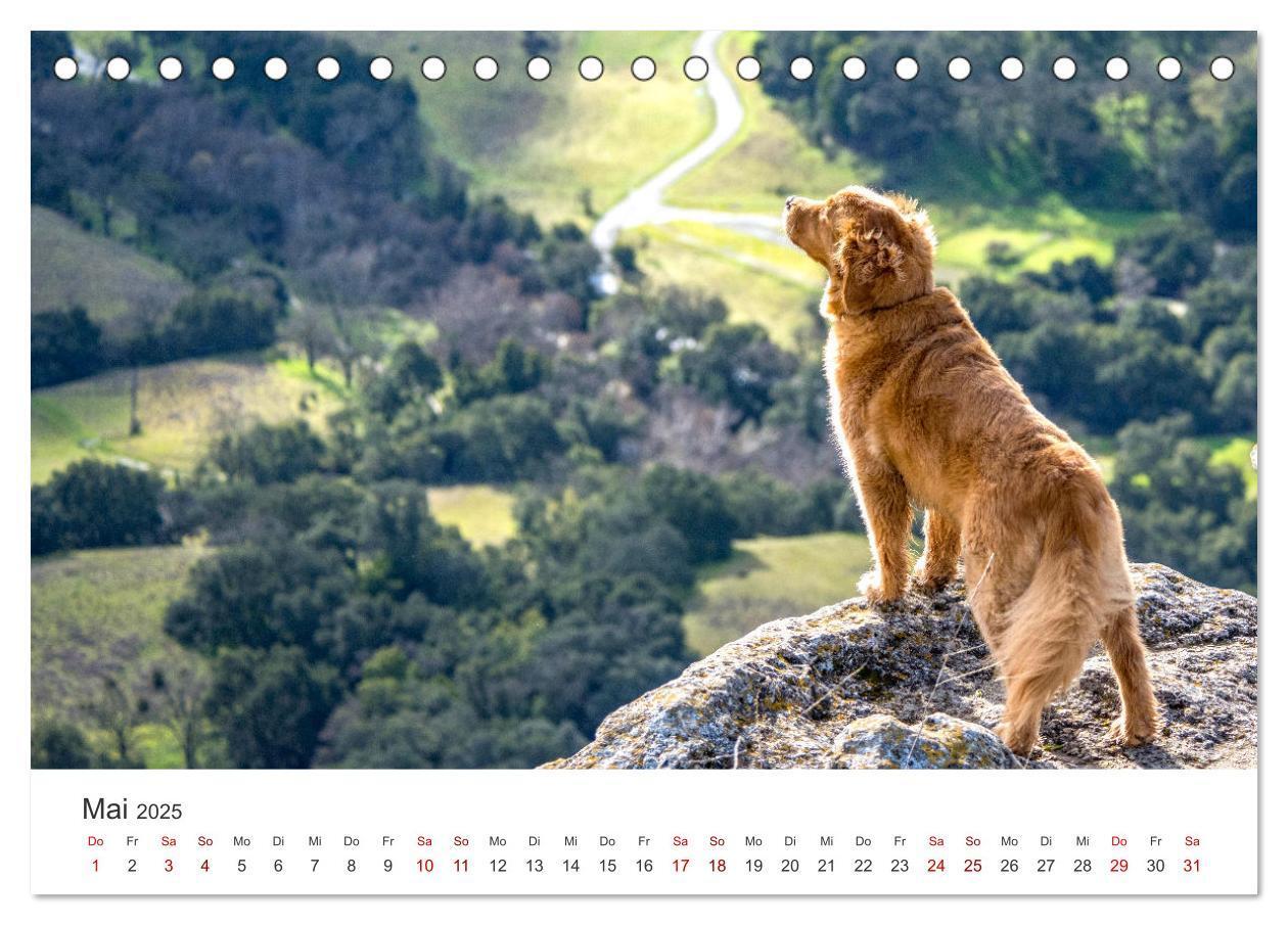 Bild: 9783383941504 | Golden Retriever - Die treuen Begleiter. (Tischkalender 2025 DIN A5...