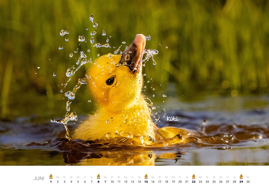 Bild: 9783966648349 | Tierkinder auf dem Bauernhof Kalender 2025 | J.-L. Klein (u. a.)