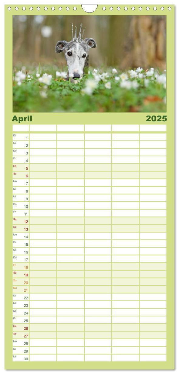 Bild: 9783457112526 | Familienplaner 2025 - Der Windhundekalender mit 5 Spalten...