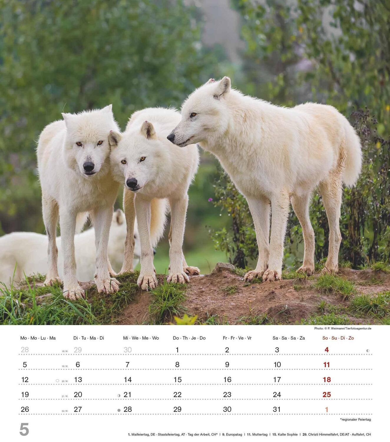 Bild: 4251732342166 | Mythos Wolf 2025 - Foto-Kalender - Wand-Kalender - 30x34 | Wild Wolves