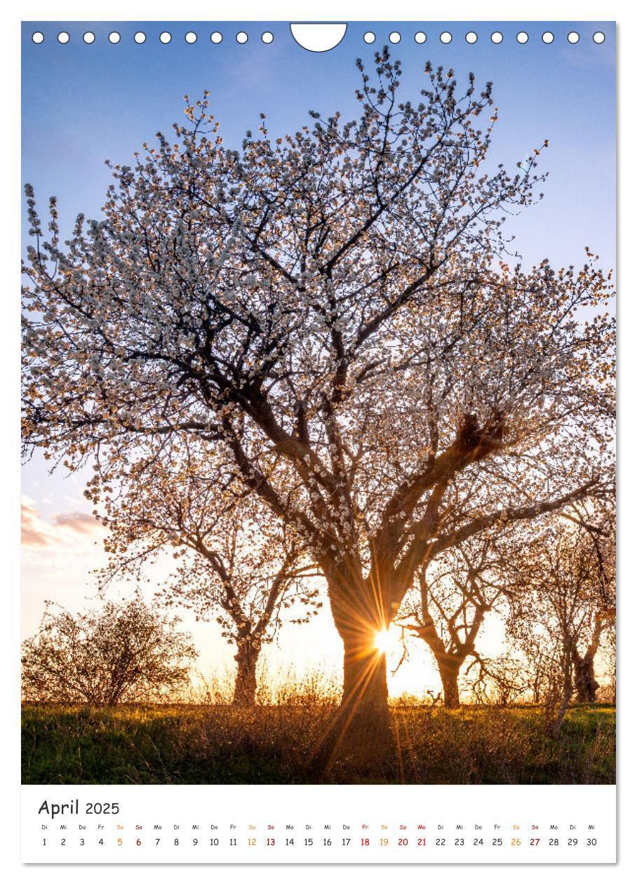 Bild: 9783435883516 | Bäume im Harz (Wandkalender 2025 DIN A4 hoch), CALVENDO Monatskalender