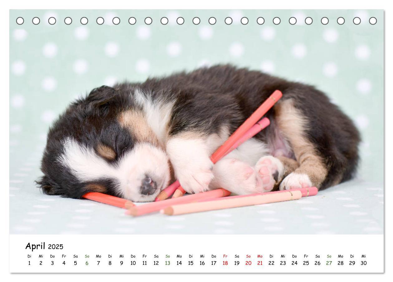 Bild: 9783435322923 | Baby Pfoten (Tischkalender 2025 DIN A5 quer), CALVENDO Monatskalender