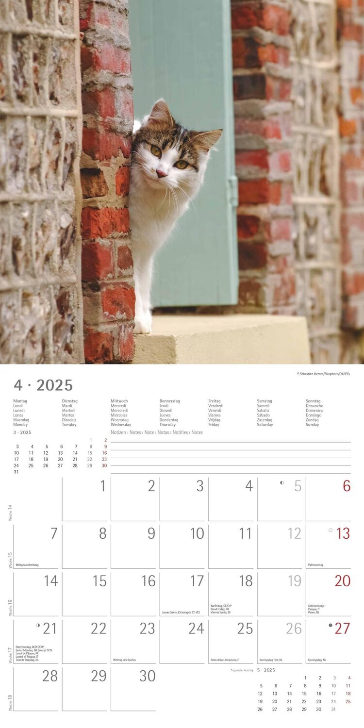 Bild: 4251732340827 | Funny Cats 2025 - Broschürenkalender 30x30 cm (30x60 geöffnet) -...