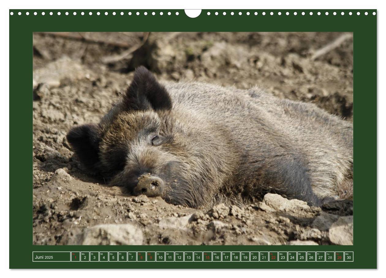 Bild: 9783435777525 | Schweinkram - Die Wildschweine sind los (Wandkalender 2025 DIN A3...