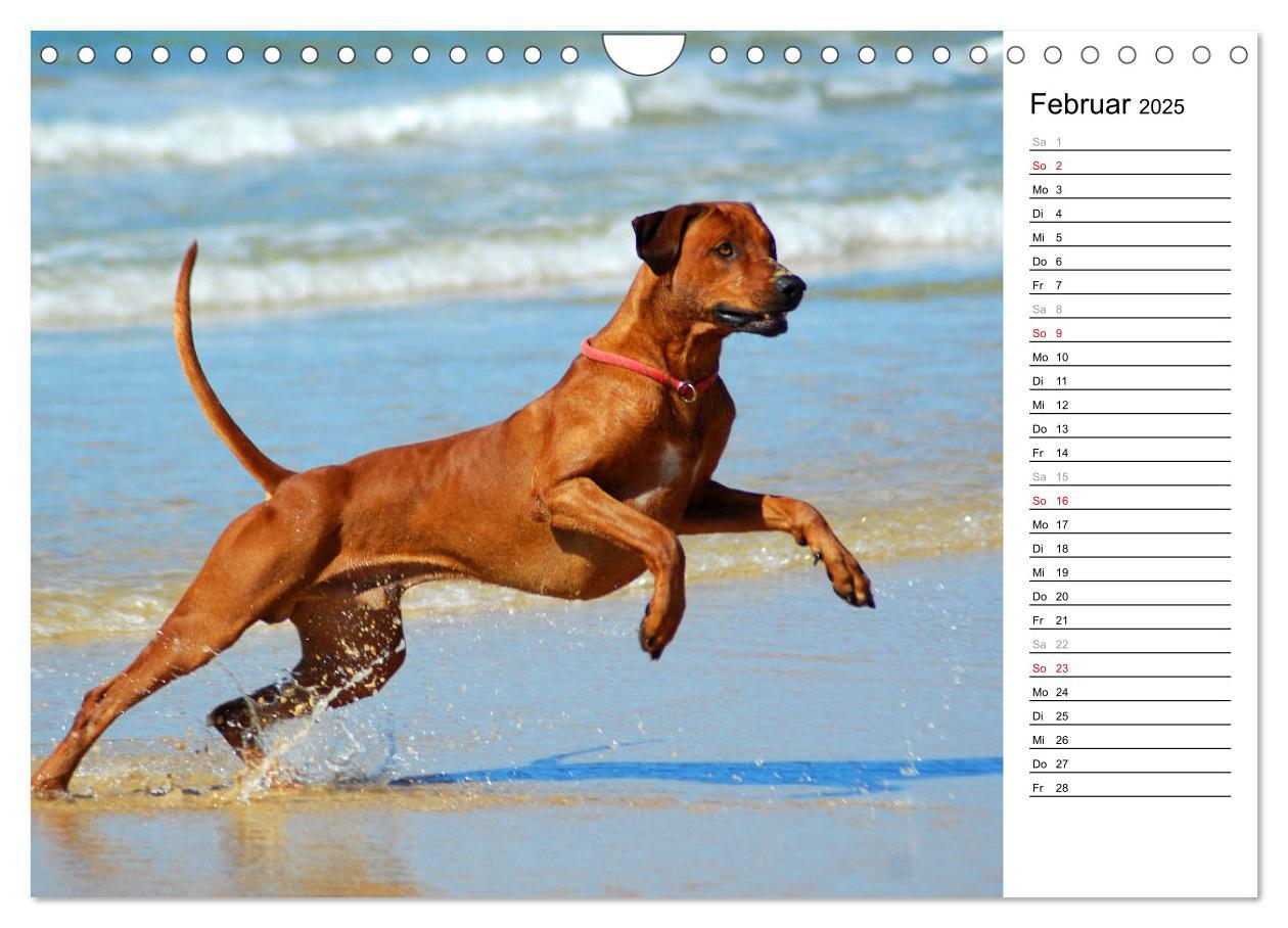 Bild: 9783435455195 | Rhodesian Ridgeback Terminkalender (Wandkalender 2025 DIN A4 quer),...