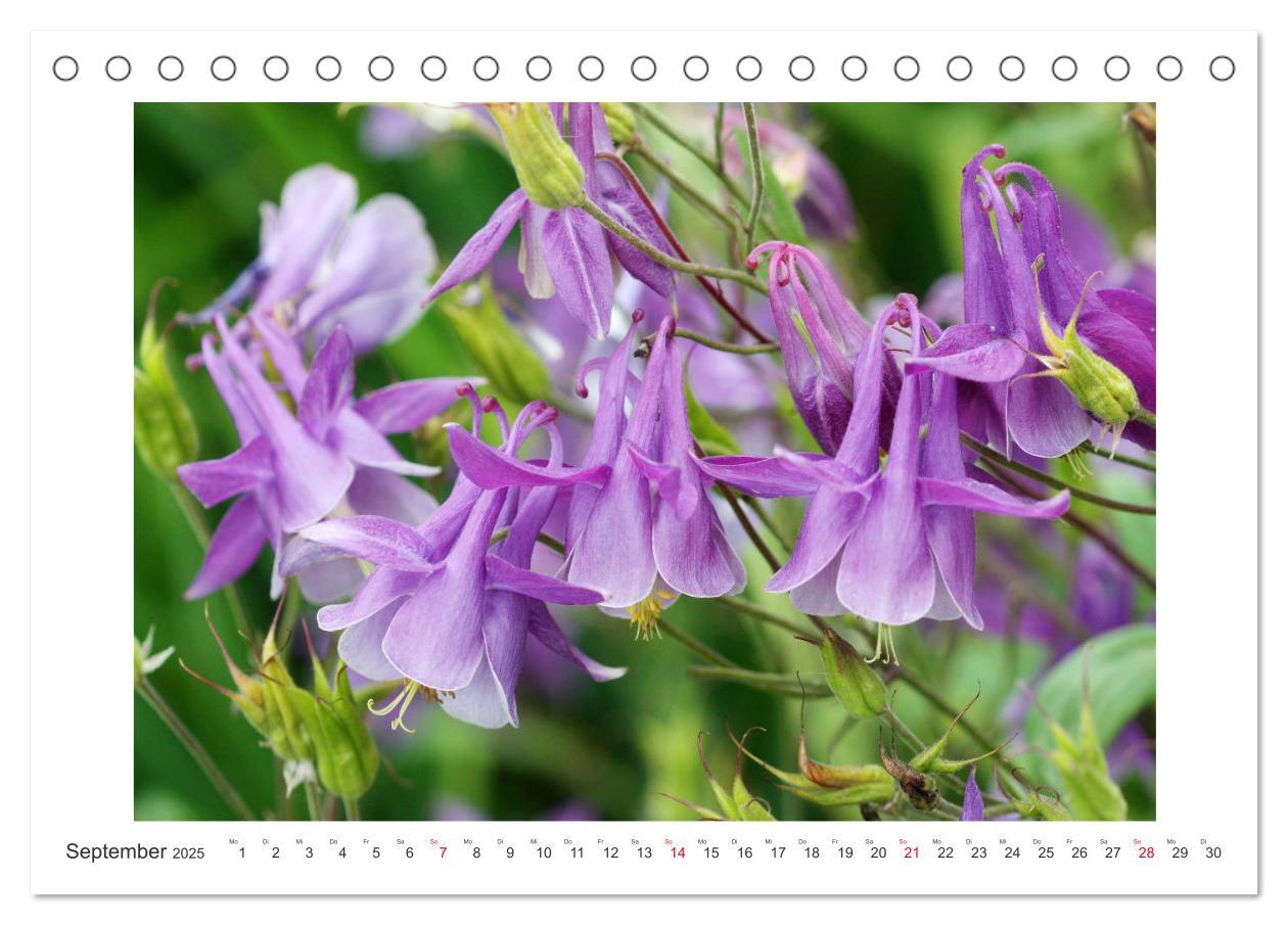 Bild: 9783435329168 | Akeleien im Garten (Tischkalender 2025 DIN A5 quer), CALVENDO...