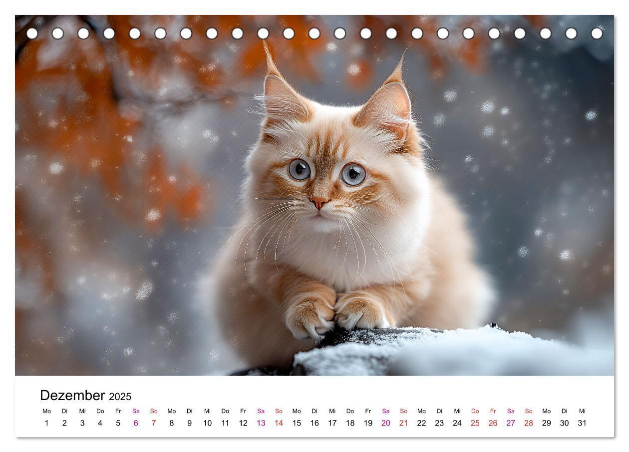 Bild: 9783457218334 | Katzenzauber - Samtpfoten im Jahreslauf (Tischkalender 2025 DIN A5...