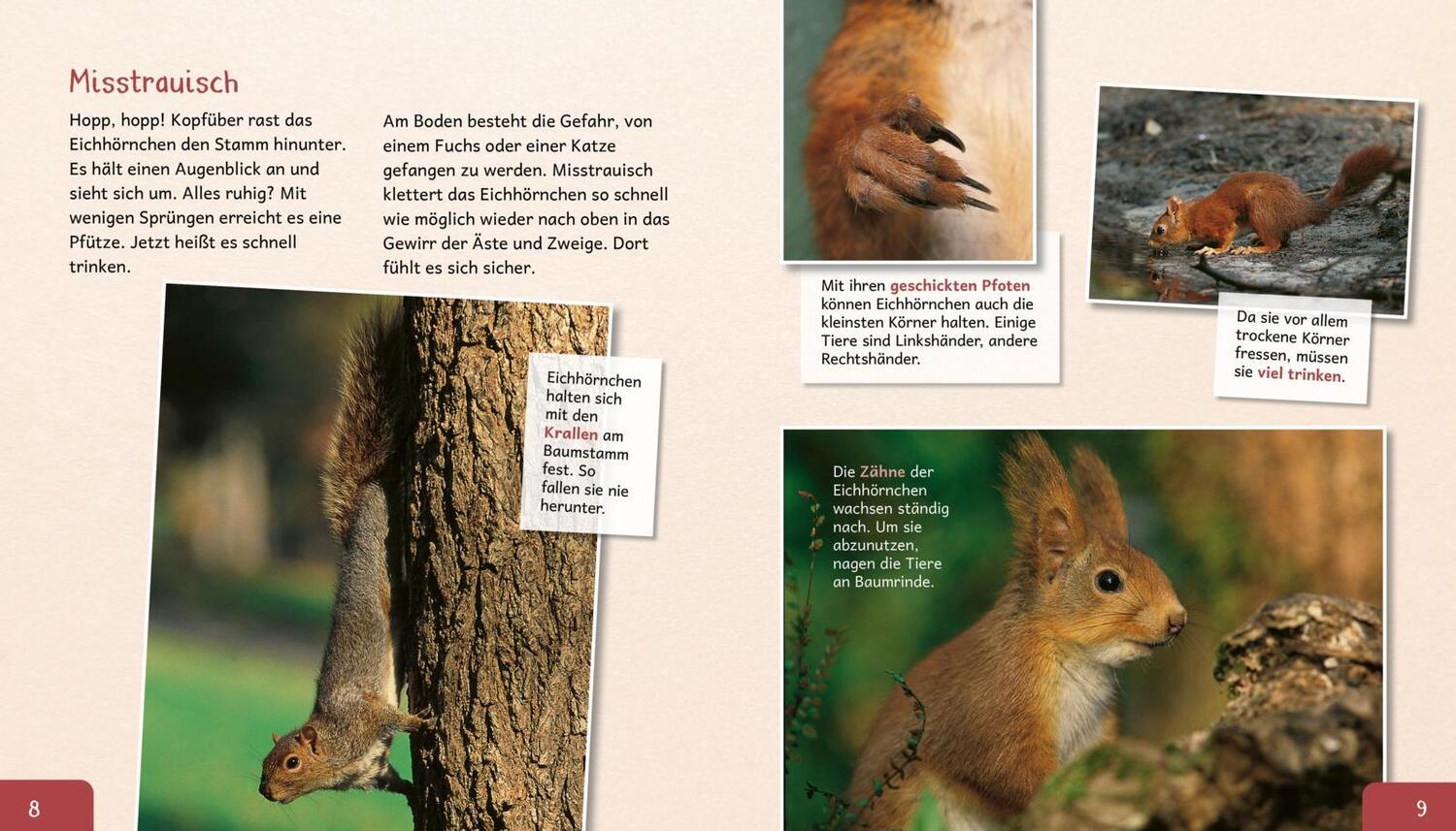 Bild: 9783480236558 | Meine große Tierbibliothek: Das Eichhörnchen | Stéphanie Ledu-Frattini