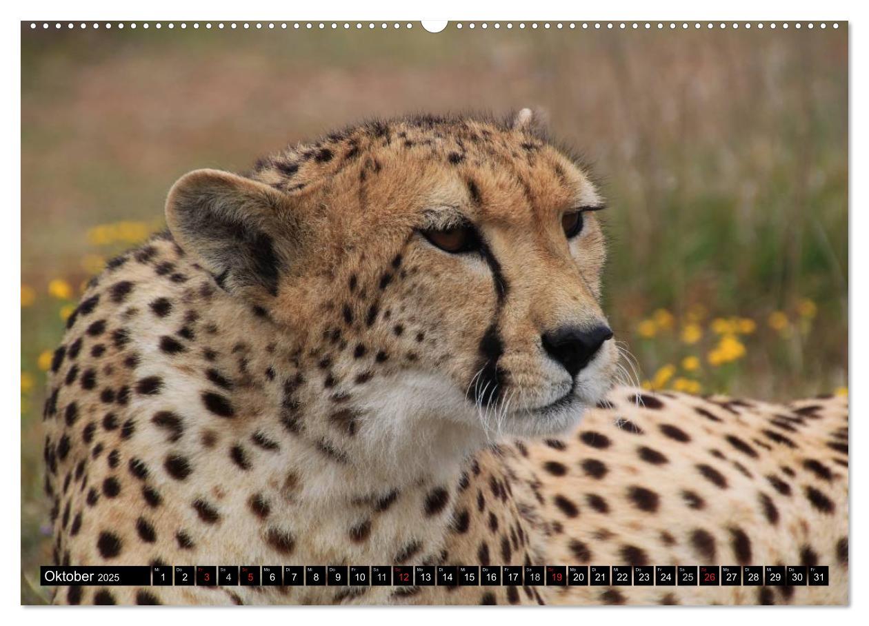 Bild: 9783435737727 | Die Lautlosen. Geparden und Leoparden (Wandkalender 2025 DIN A2...