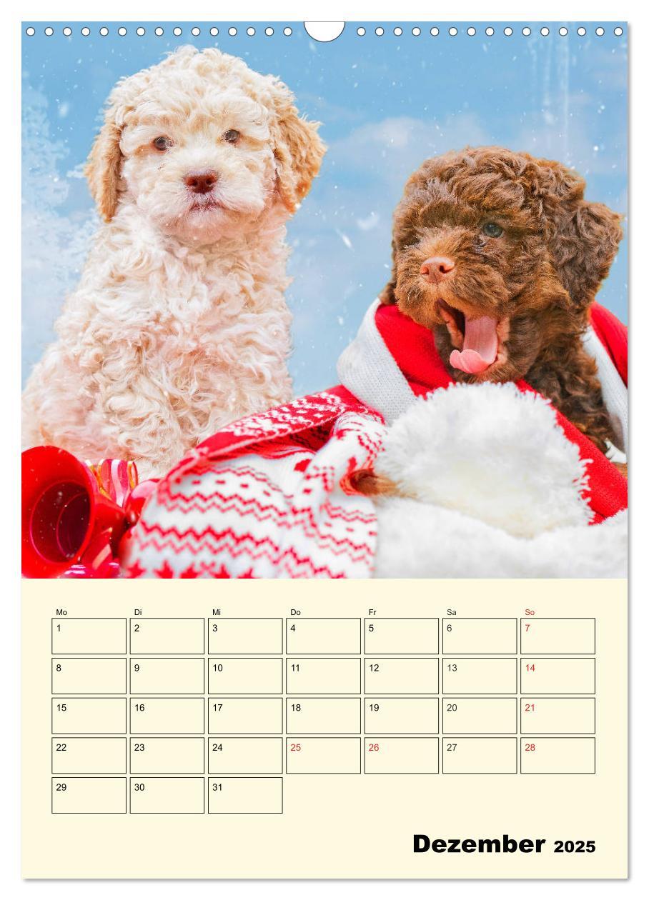 Bild: 9783435952236 | Jahresplaner Lagotto Romagnolo Welpen (Wandkalender 2025 DIN A3...