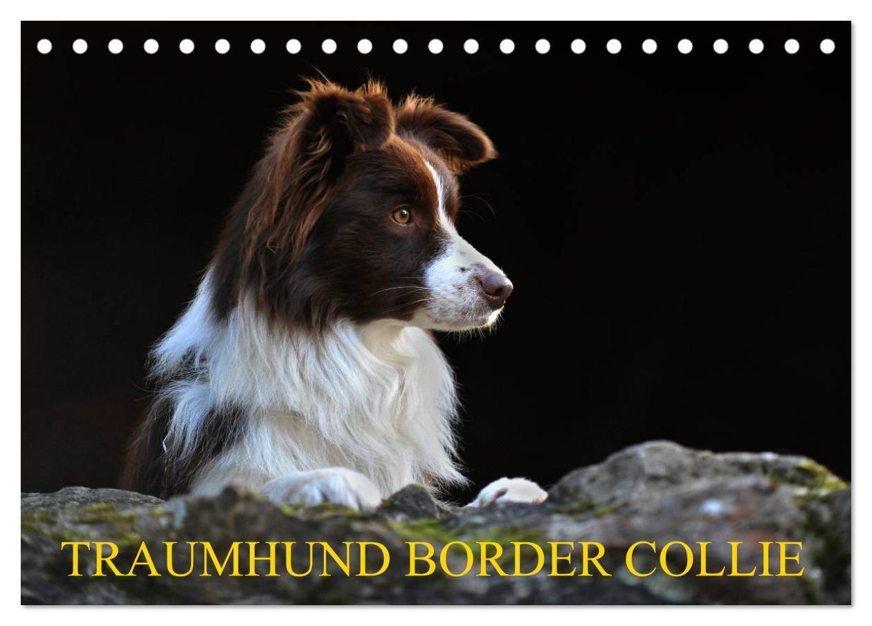 Cover: 9783675684140 | Traumhund Border Collie (Tischkalender 2024 DIN A5 quer), CALVENDO...