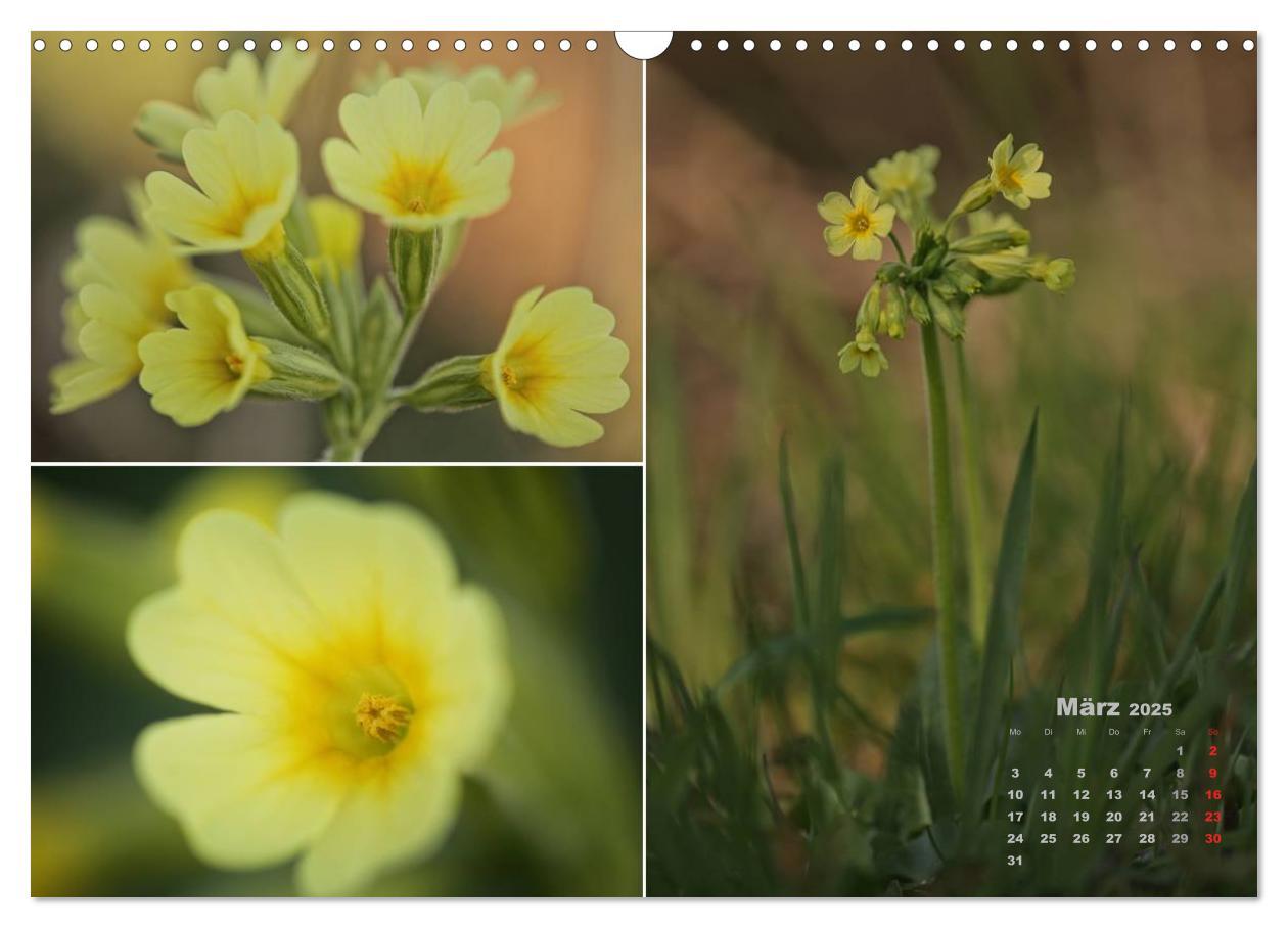 Bild: 9783435612109 | Blumenreise 2025 (Wandkalender 2025 DIN A3 quer), CALVENDO...