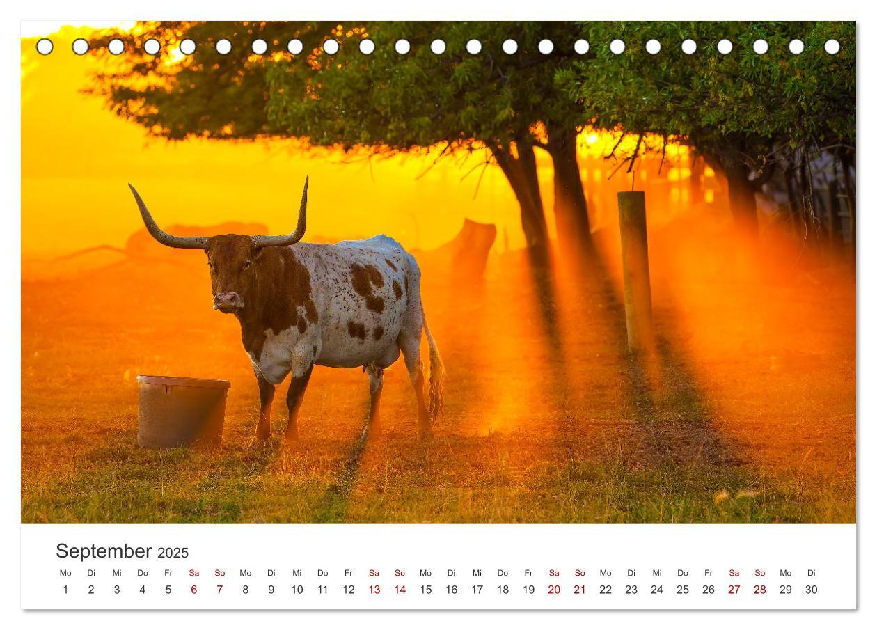 Bild: 9783457181096 | Texas - Howdy aus dem Lone Star State! (Tischkalender 2025 DIN A5...