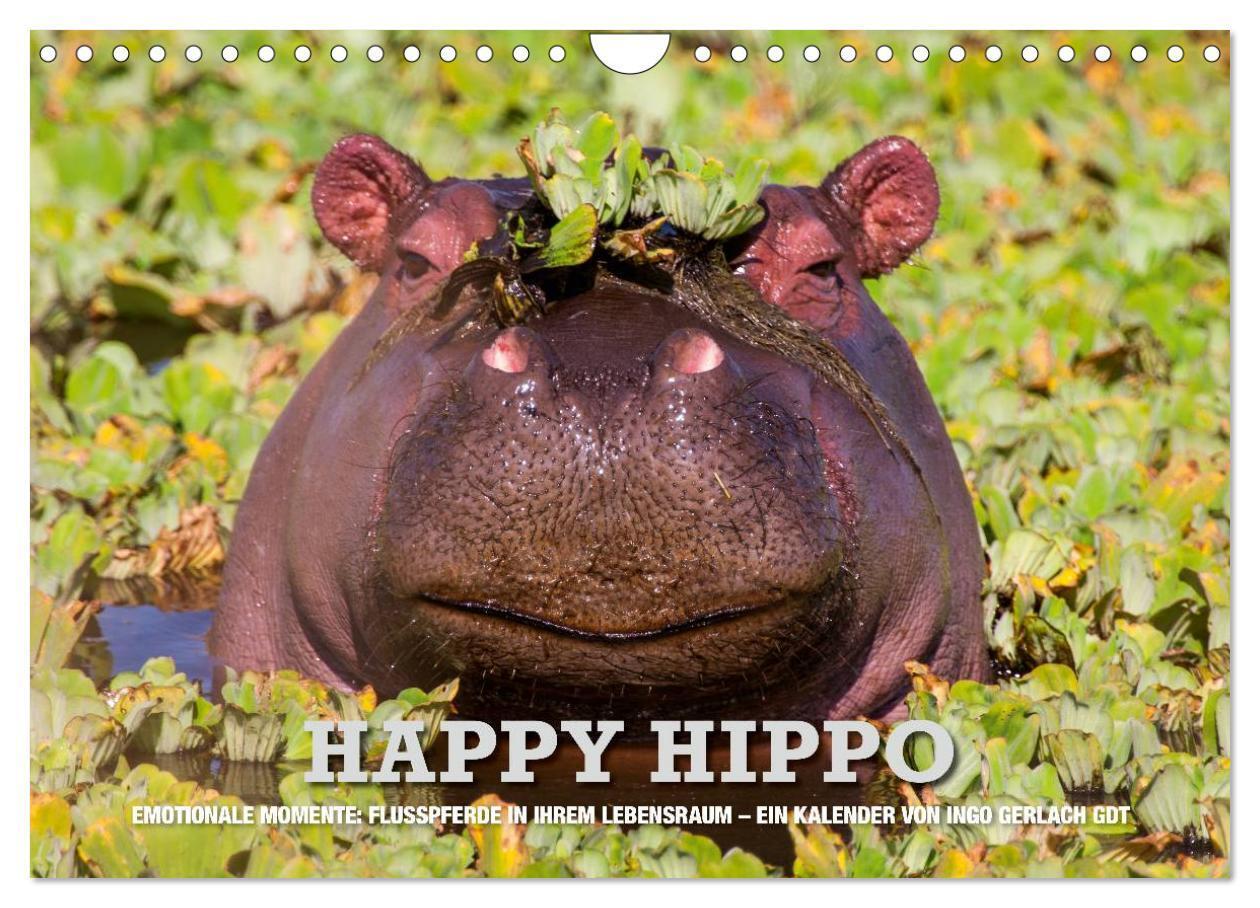 Cover: 9783435736560 | Emotionale Momente. Happy Hippo / CH-Version (Wandkalender 2025 DIN...