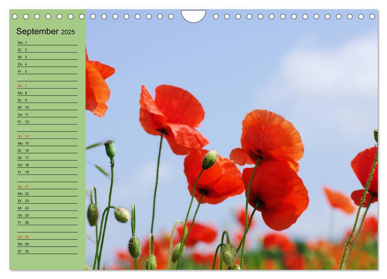 Bild: 9783435842339 | Mohnblumen Träume (Wandkalender 2025 DIN A4 quer), CALVENDO...