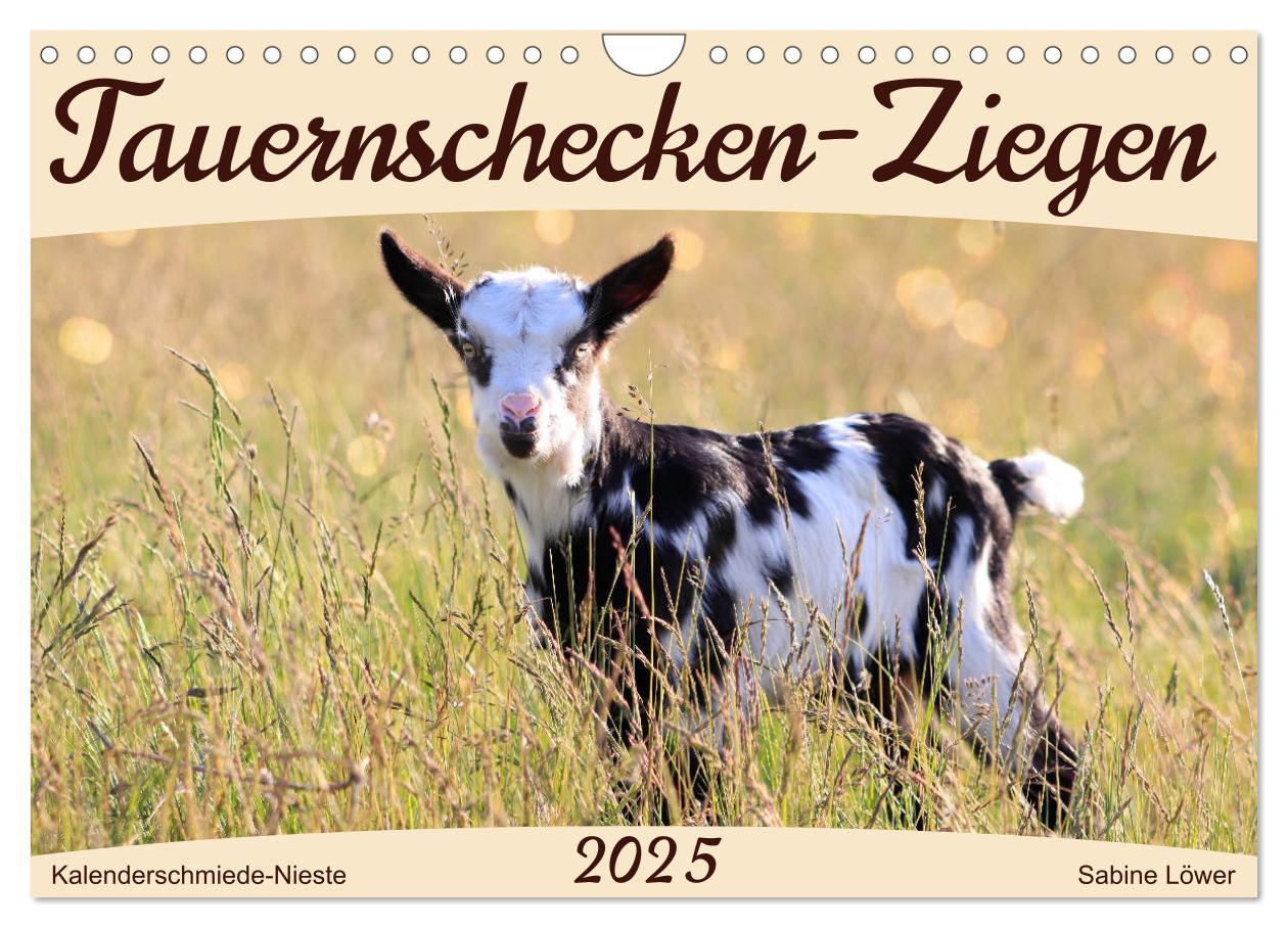 Cover: 9783435023844 | Tauernschecken-Ziegen (Wandkalender 2025 DIN A4 quer), CALVENDO...