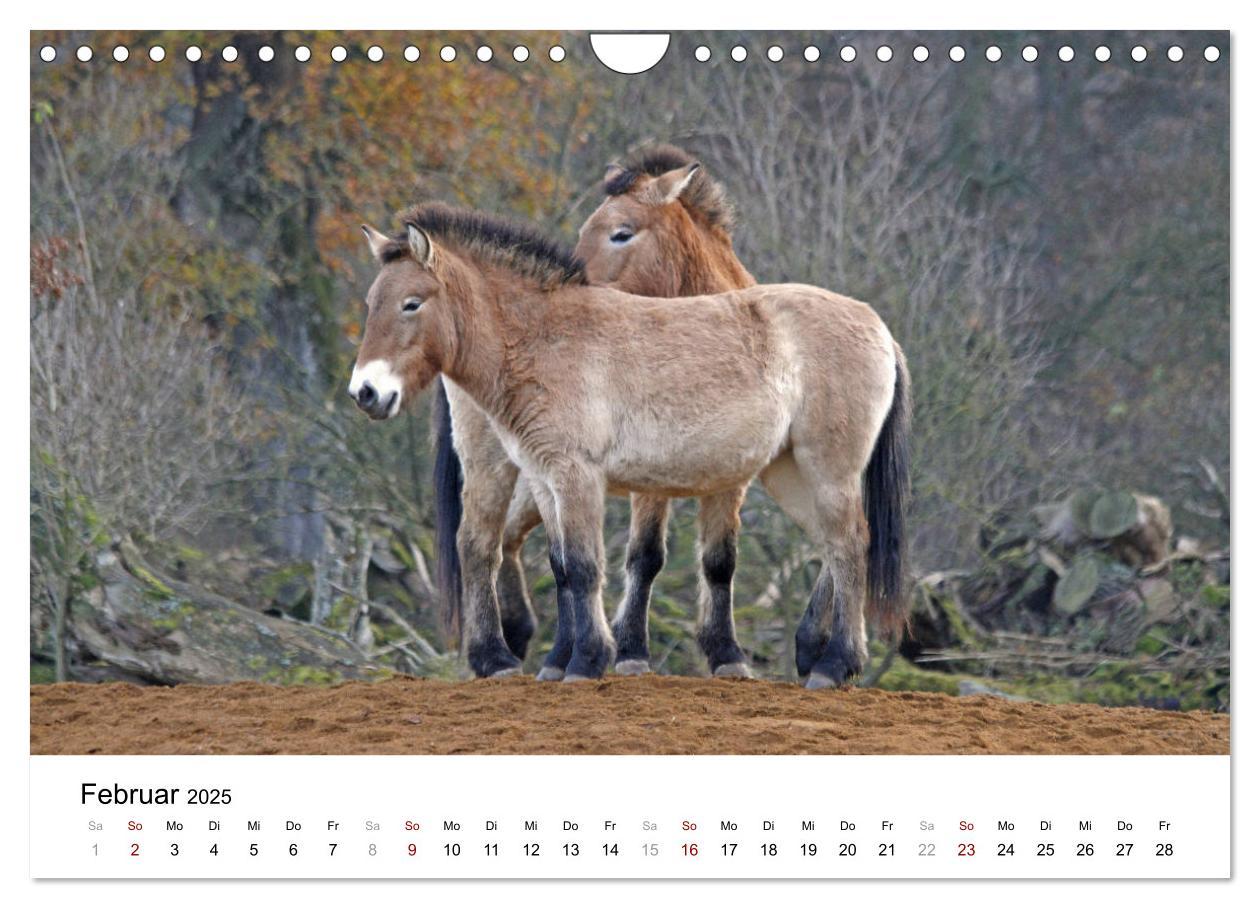 Bild: 9783435342495 | Faszination Przewalski-Pferde (Wandkalender 2025 DIN A4 quer),...