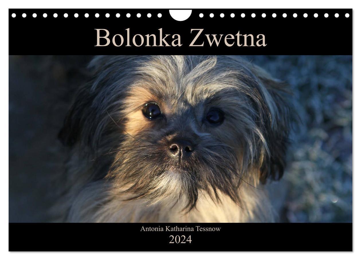 Cover: 9783675755789 | Bolonka Zwetna 2024 (Wandkalender 2024 DIN A4 quer), CALVENDO...