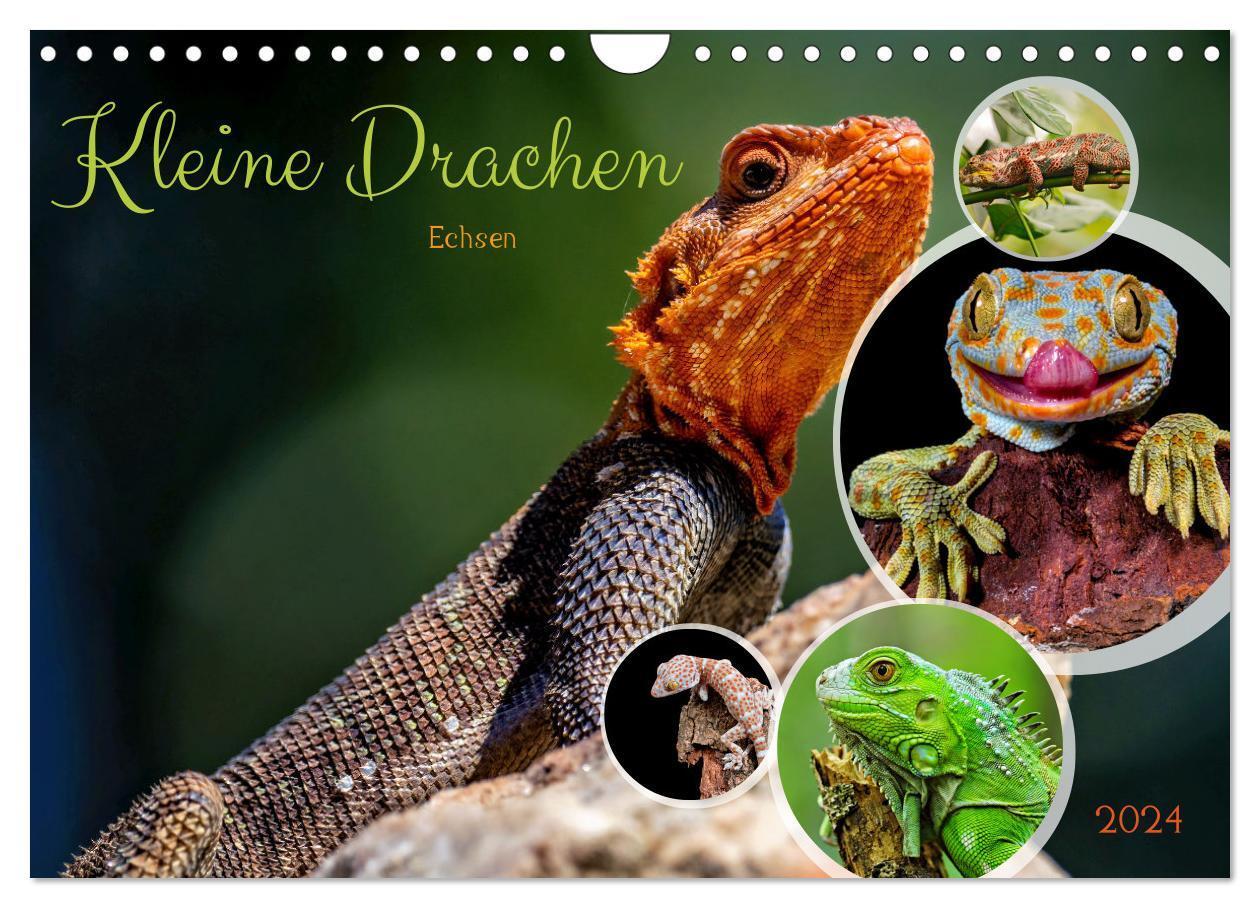 Cover: 9783383677861 | Kleine Drachen - Echsen (Wandkalender 2024 DIN A4 quer), CALVENDO...