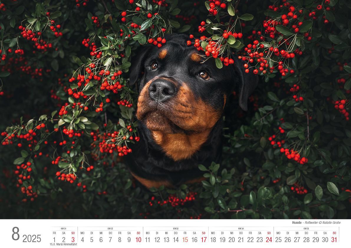 Bild: 9783965352346 | Hunde 2025 Bildkalender A3 quer - Natalie Große | Holger Klaes | 2025