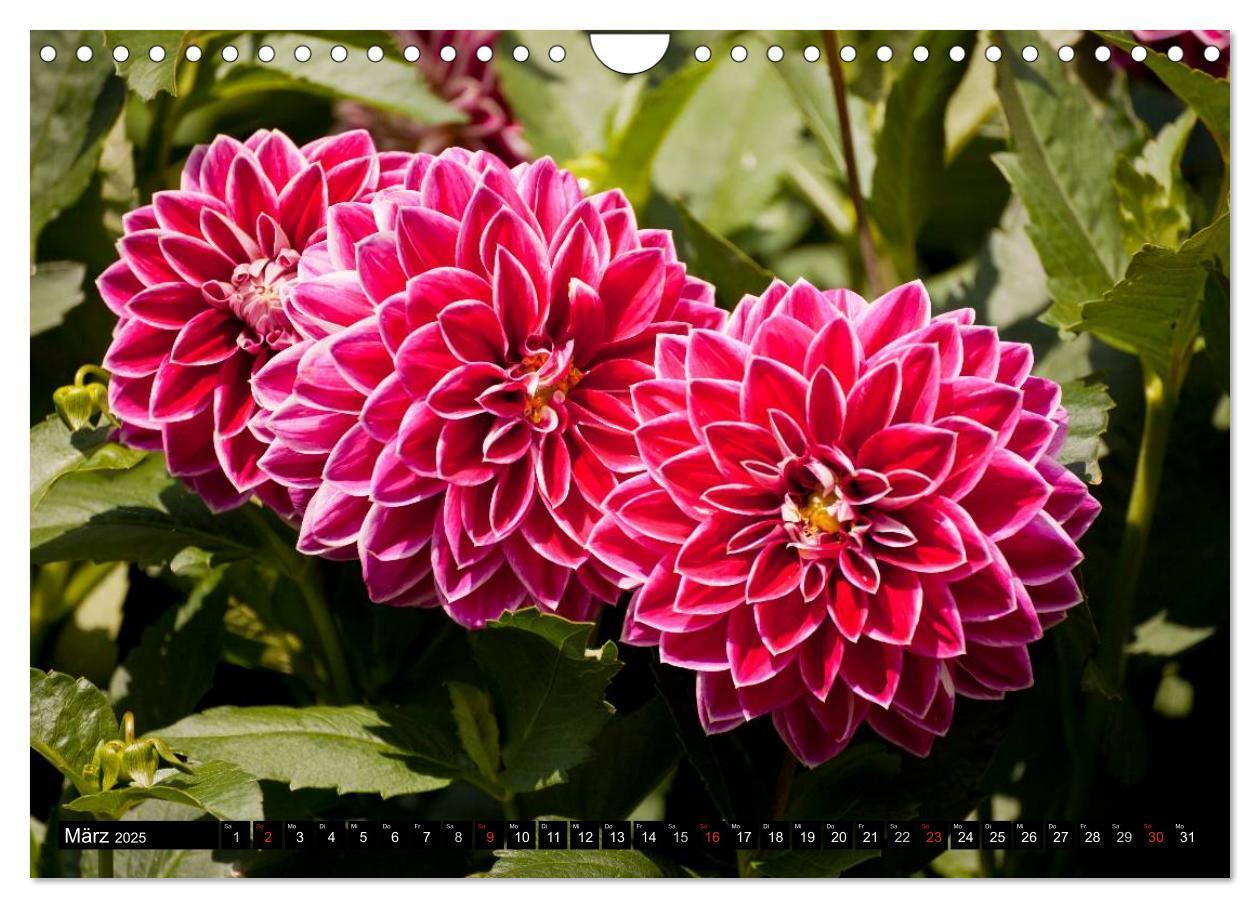 Bild: 9783435664047 | Dahlia - Dahlien (Wandkalender 2025 DIN A4 quer), CALVENDO...