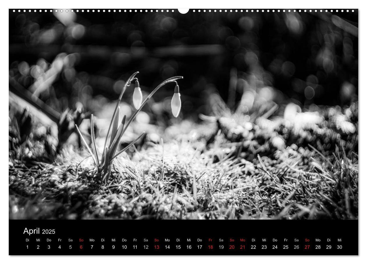 Bild: 9783435567225 | Monochrom 2025 (Wandkalender 2025 DIN A2 quer), CALVENDO...