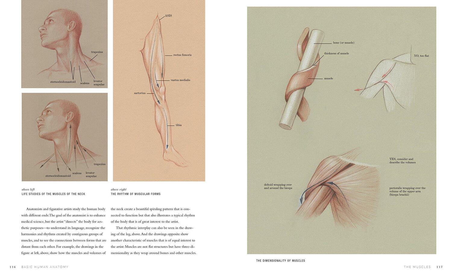 Bild: 9781580934381 | Basic Human Anatomy | An Essential Visual Guide for Artists | Osti
