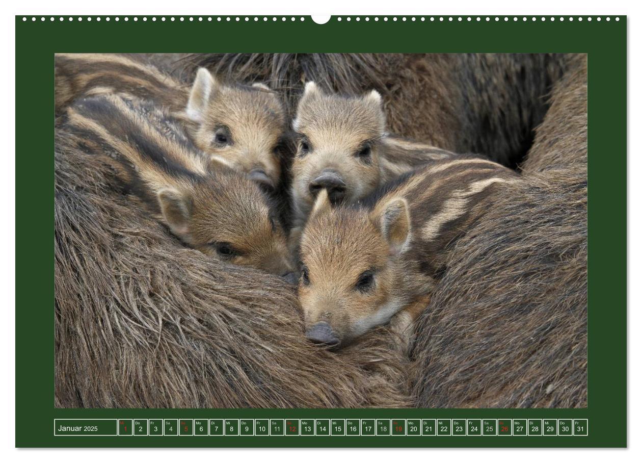 Bild: 9783435776948 | Schweinkram - Die Wildschweine sind los (Wandkalender 2025 DIN A2...