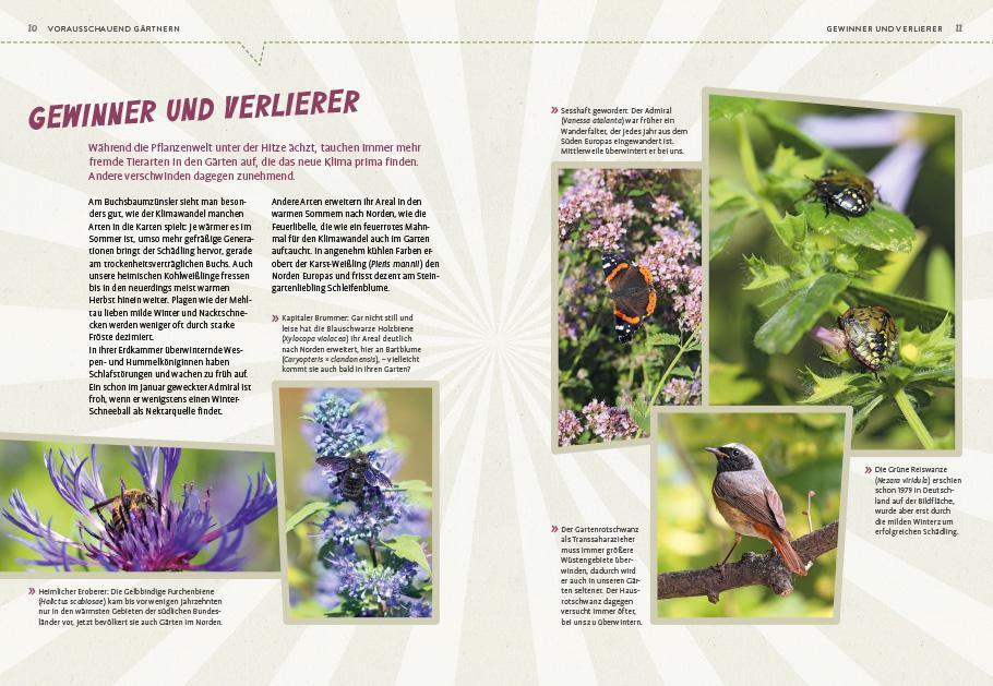 Bild: 9783818617523 | Superpflanzen | Elke Schwarzer | Taschenbuch | Deutsch | 2023