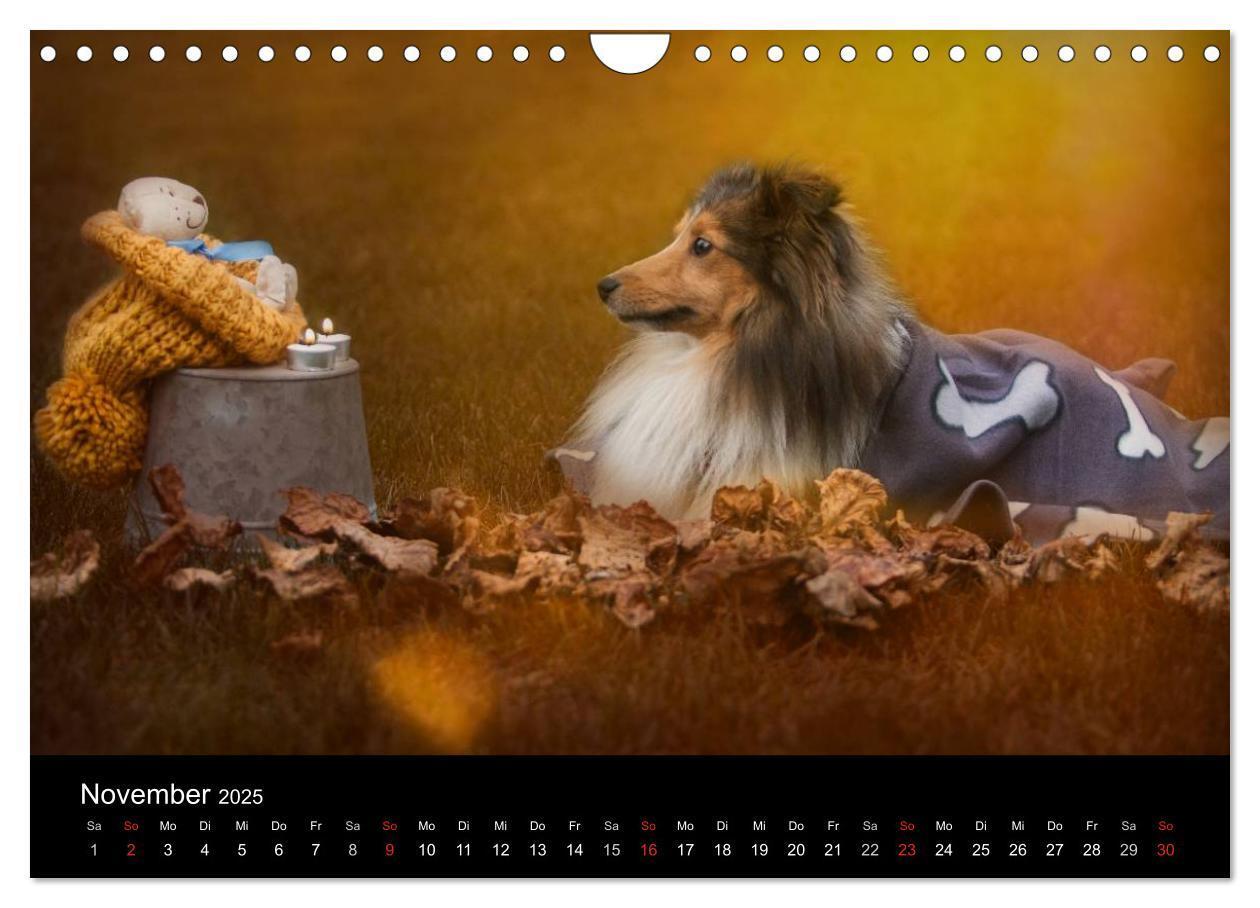 Bild: 9783435606795 | Wir lieben Shelties (Wandkalender 2025 DIN A4 quer), CALVENDO...