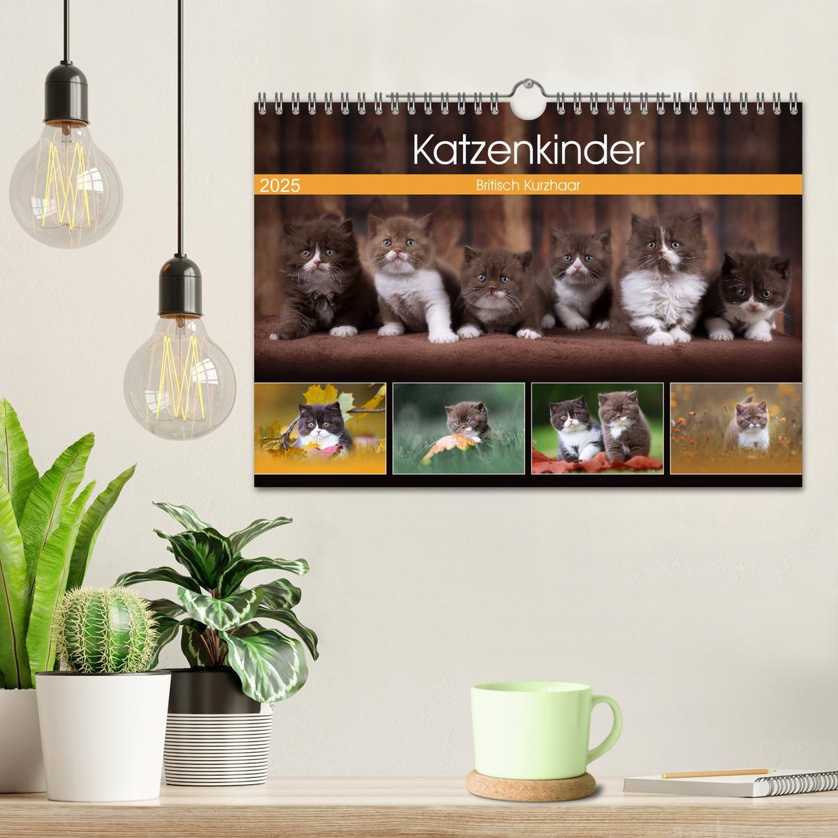 Bild: 9783435341788 | Katzenkinder - Britisch Kurzhaar (Wandkalender 2025 DIN A4 quer),...