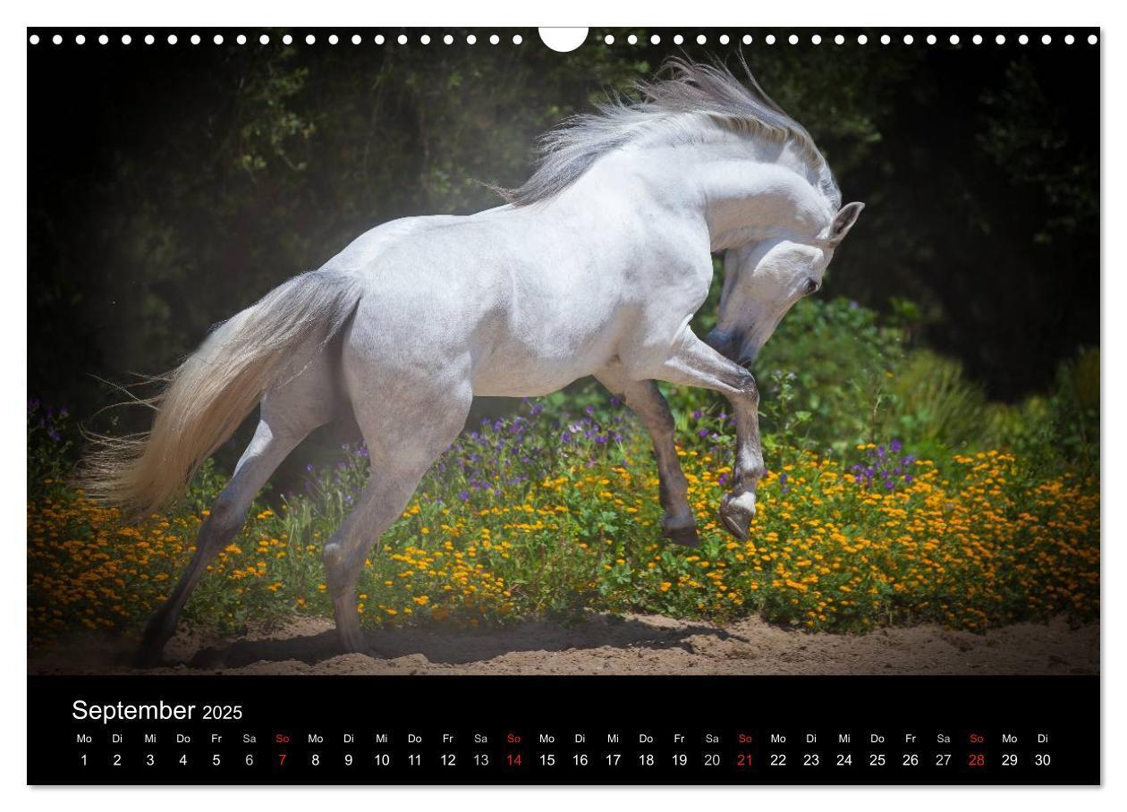 Bild: 9783435637904 | Spaniens stolze Pferde (Wandkalender 2025 DIN A3 quer), CALVENDO...