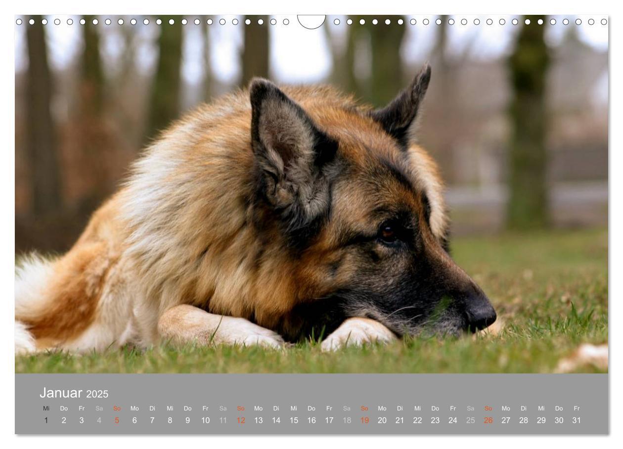 Bild: 9783435643622 | Graue Schnuten - Hunde in den besten Jahren (Wandkalender 2025 DIN...