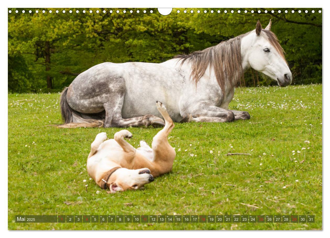 Bild: 9783435274499 | Pferd und Hund - Vierbeinige Freunde (Wandkalender 2025 DIN A3...