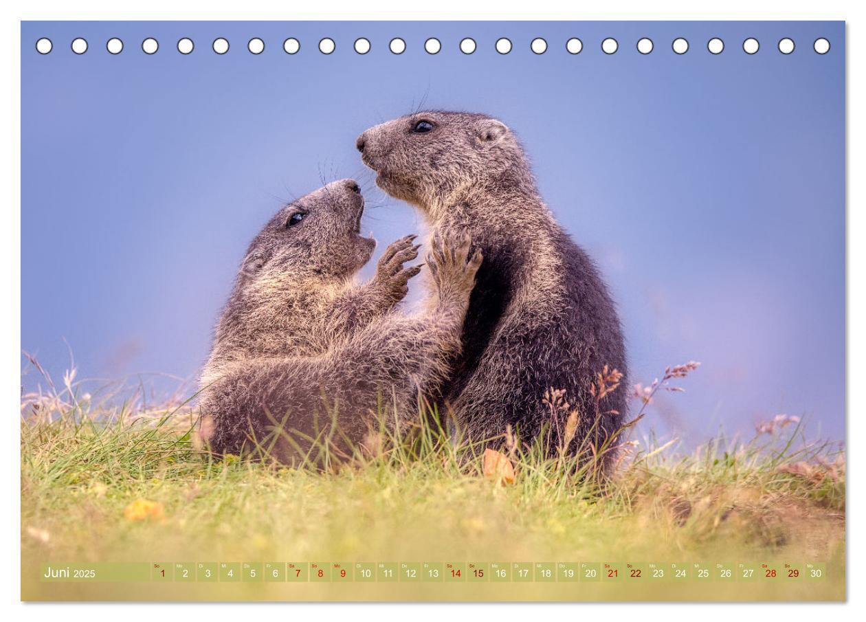 Bild: 9783457164013 | Tiere der Alpen - Murmeltier-Kinder (Tischkalender 2025 DIN A5...