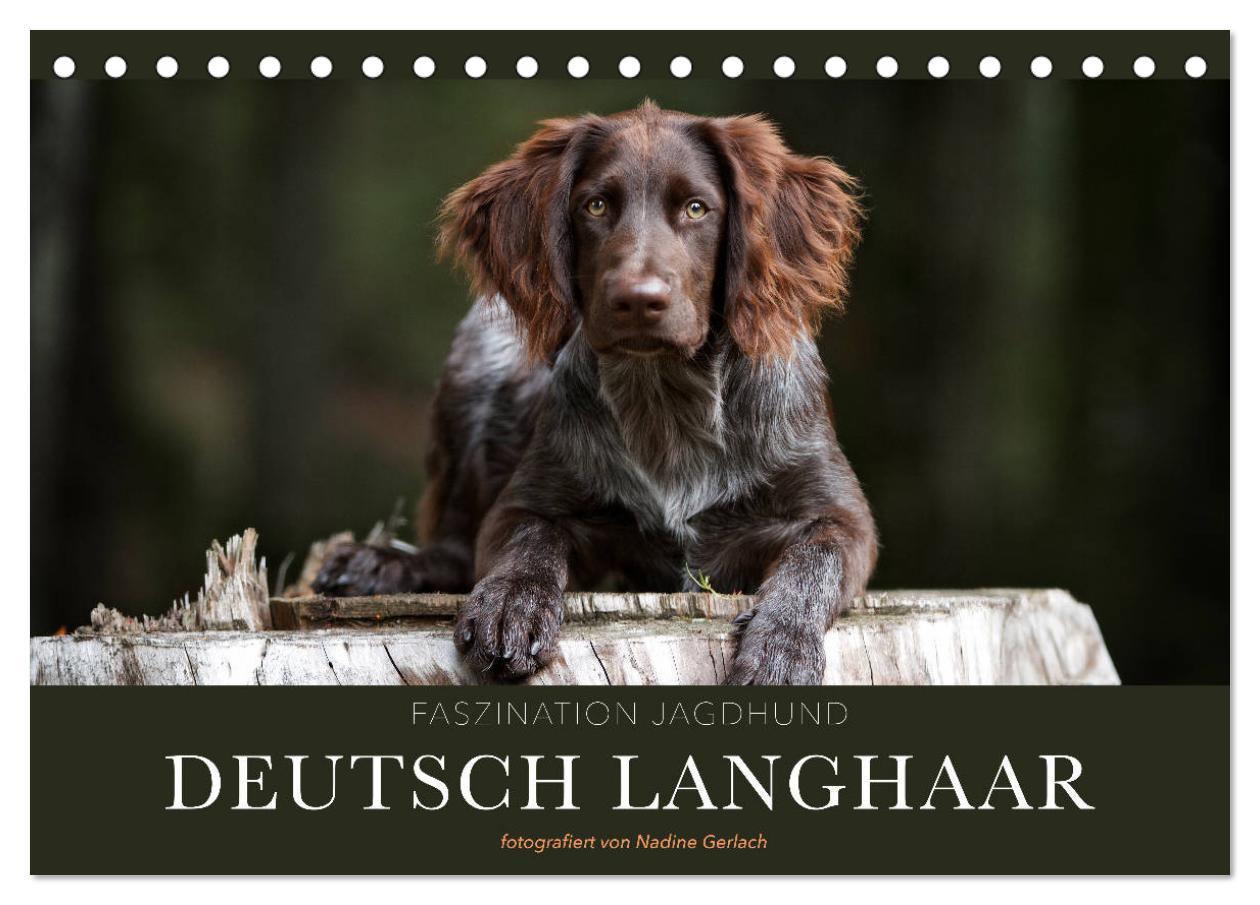 Cover: 9783435173310 | Faszination Jagdhund - Deutsch Langhaar (Tischkalender 2025 DIN A5...