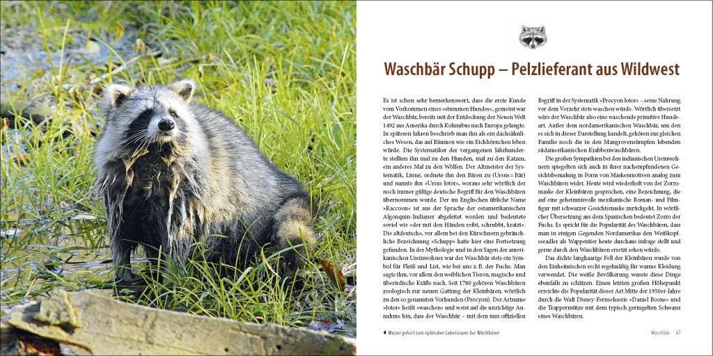 Bild: 9783942477611 | Räuber in heimischen Wäldern | Fuchs, Dachs, Marderhund und Waschbär