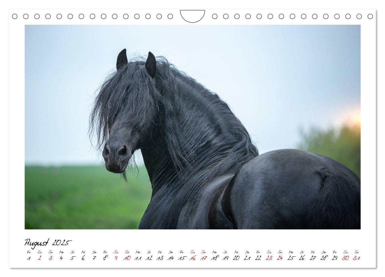 Bild: 9783435236343 | Friesen - stolze Giganten (Wandkalender 2025 DIN A4 quer), CALVENDO...