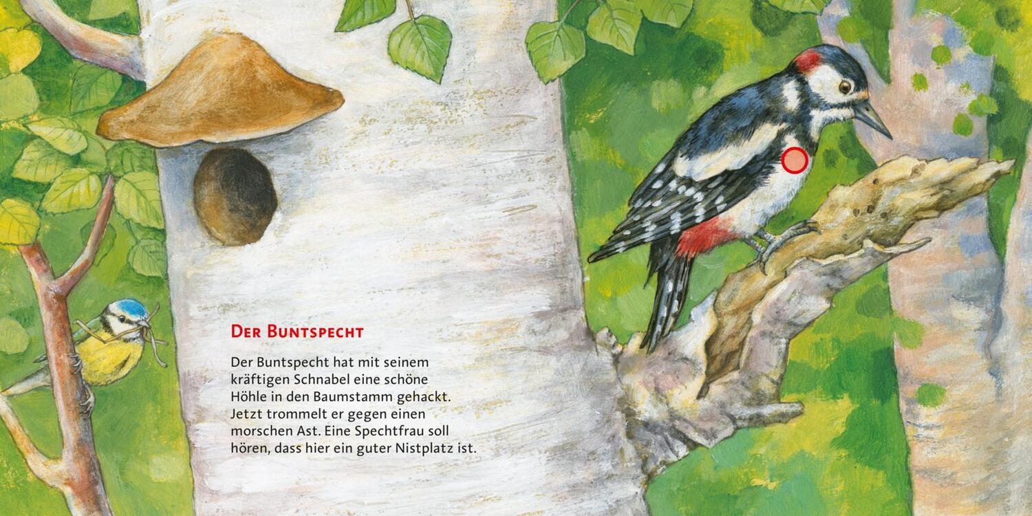 Bild: 9783551250087 | Hör mal (Soundbuch): Unsere Vögel | Anne Möller | Buch | 14 S. | 2011